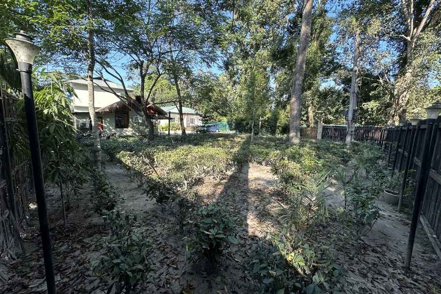 Tea garden atmosphere around Jungleciti House