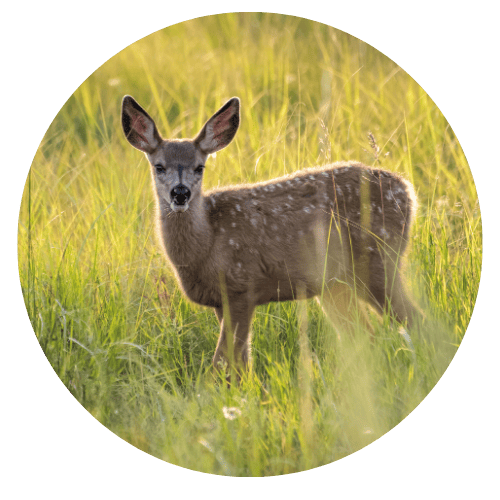 Swamp Deer (Barasingha)