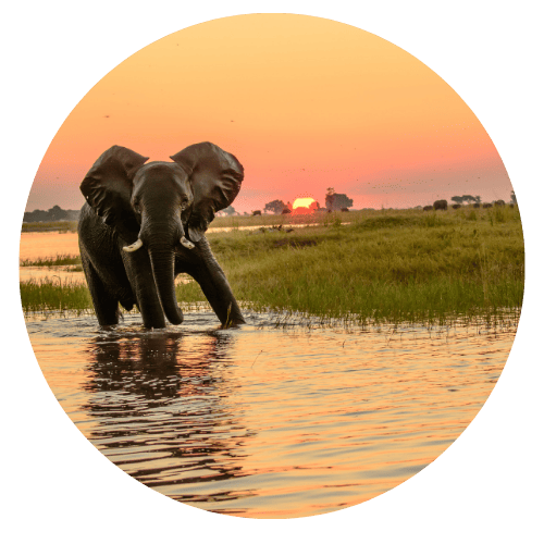 Asiatic elephants at sunset