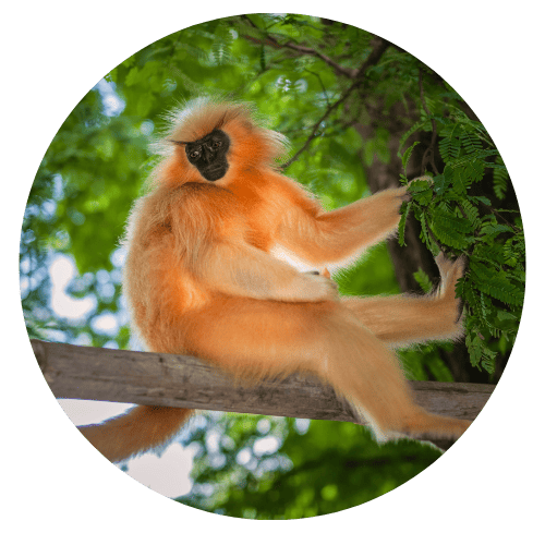 Western Hoolock Gibbon (icon image)