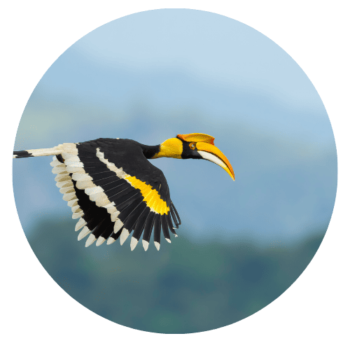 Great Hornbill icon