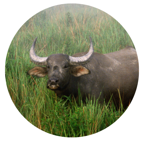 Wild Water Buffalo