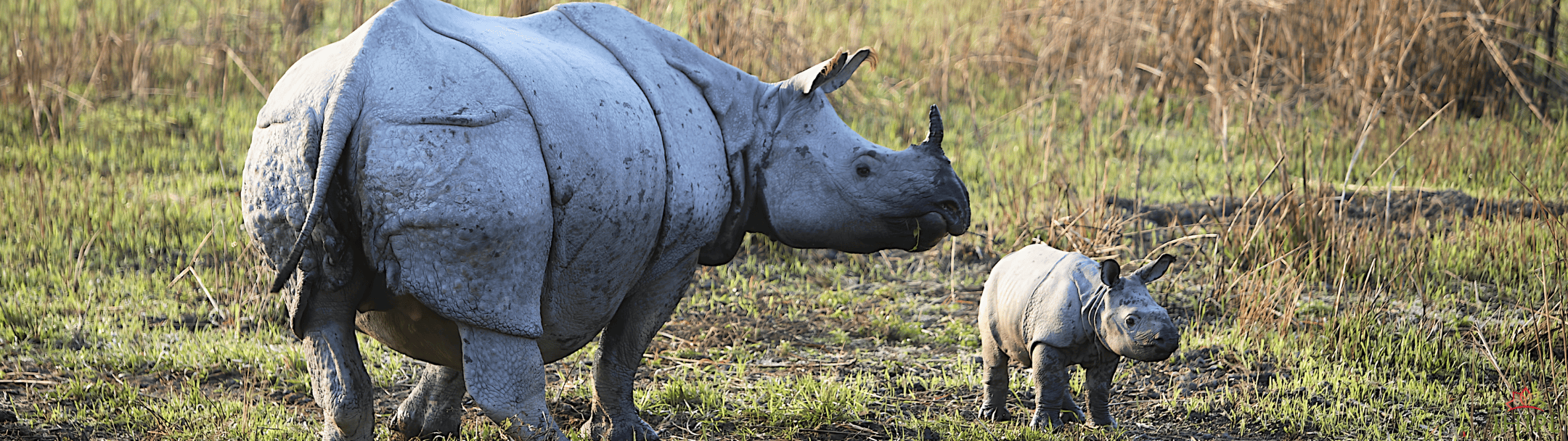 One-horned rhino with calf in Kaziranga