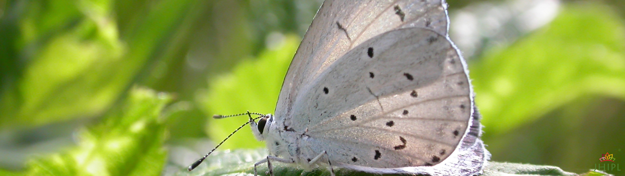Butterfly on wildflower