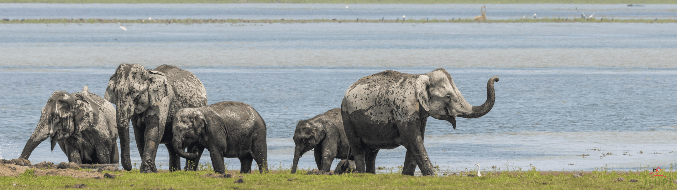Elephants bathing at the river