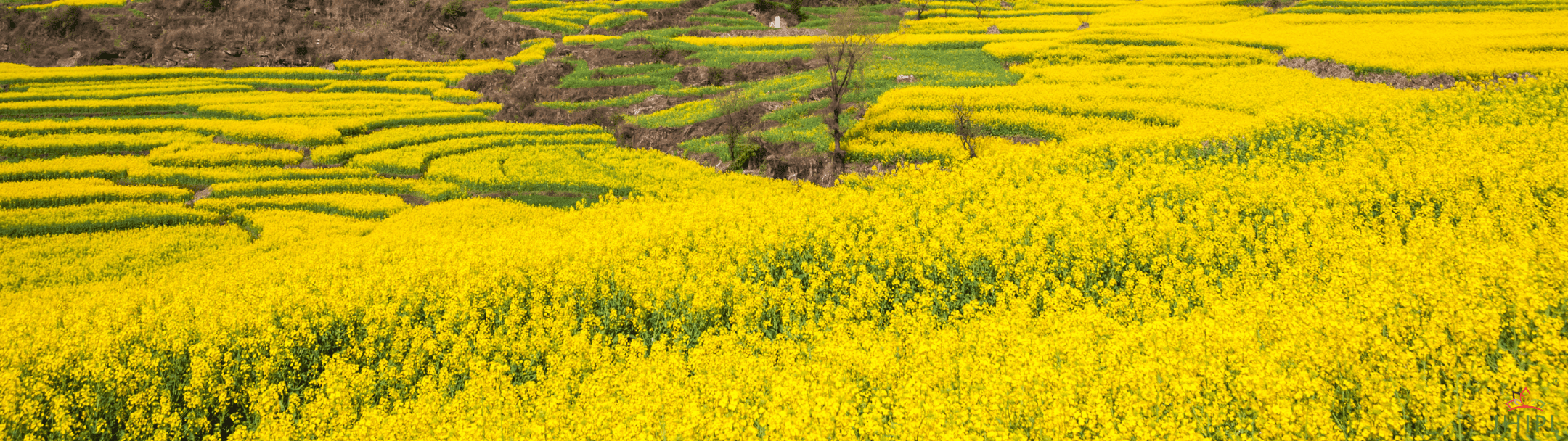 Mustard fields near Kaziranga