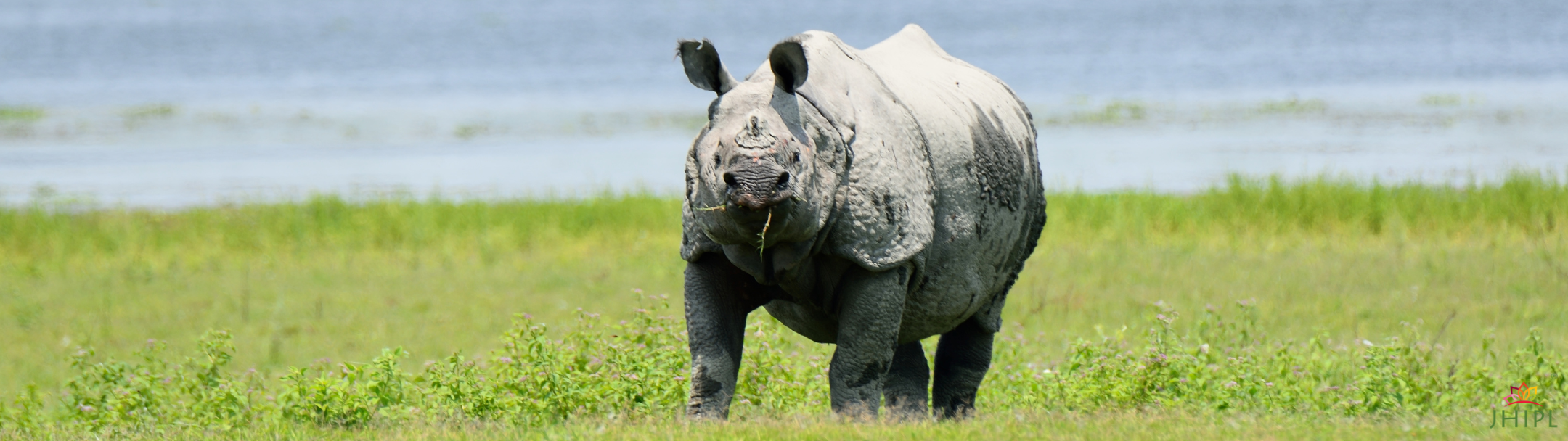 Kaziranga one-horned rhino