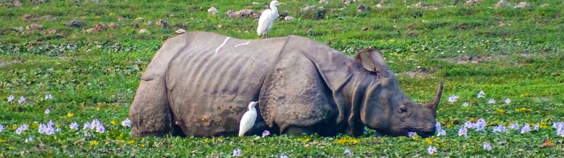 Rhino in pond