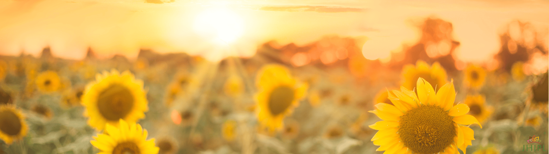 Sunlit field of sunflowers