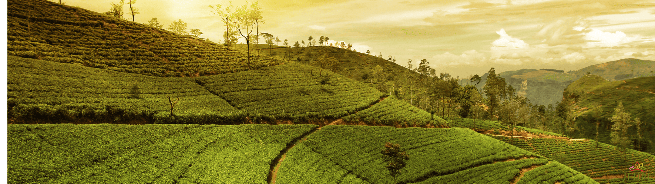 Tea garden walks and golden hours