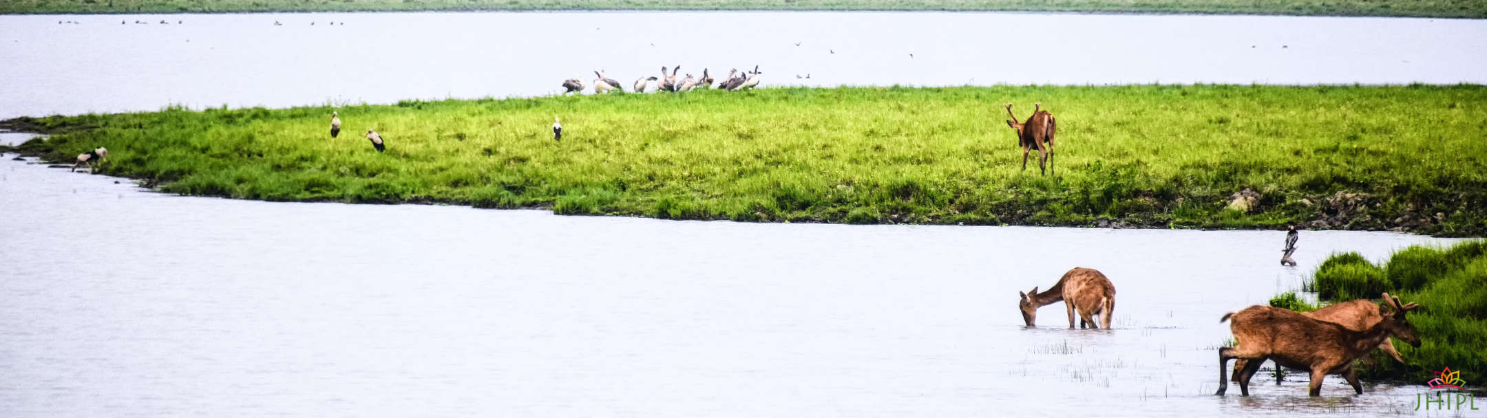 Wild deer in grassland